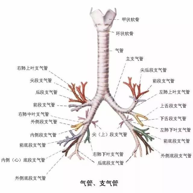 气管透明软骨手绘图图片