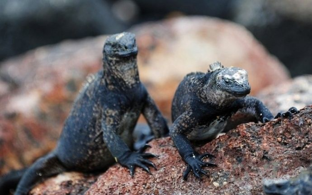 侏儒狨是一种生活在南美洲亚马孙河上游森林中,巴西西部,哥伦比亚南部