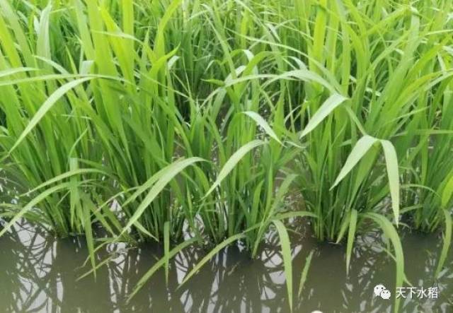 水稻异常叶龄孕穗会造成减产,不可不防!