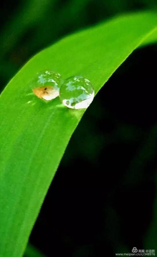 一颗颗晶莹剔透的露珠连在一起,像一串精美的珍珠链.