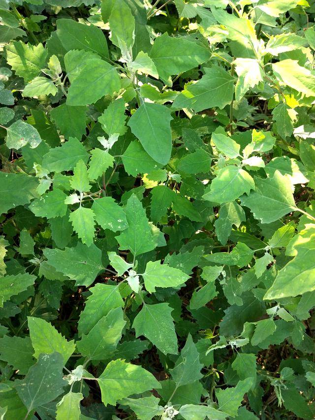 这野菜有小毒,以前不敢给动物吃,现代人当做宝,简单一调味道好