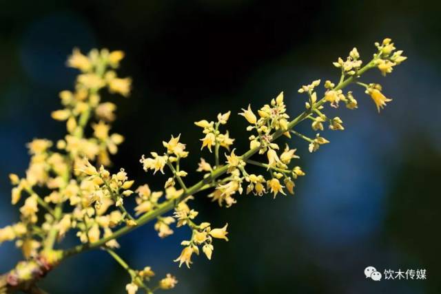 橡胶花.郑碧波摄