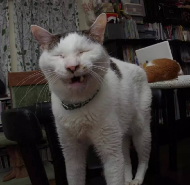 十大丑猫,猫图片,最的猫品种_大山谷图库
