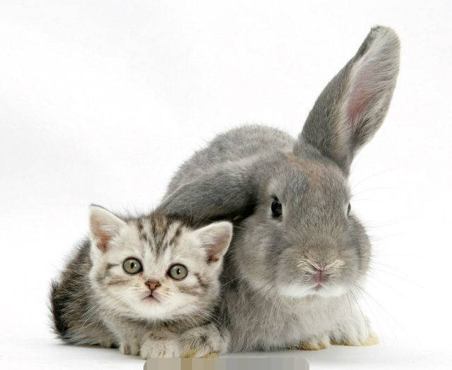 猫咪和兔子才是一对的呢