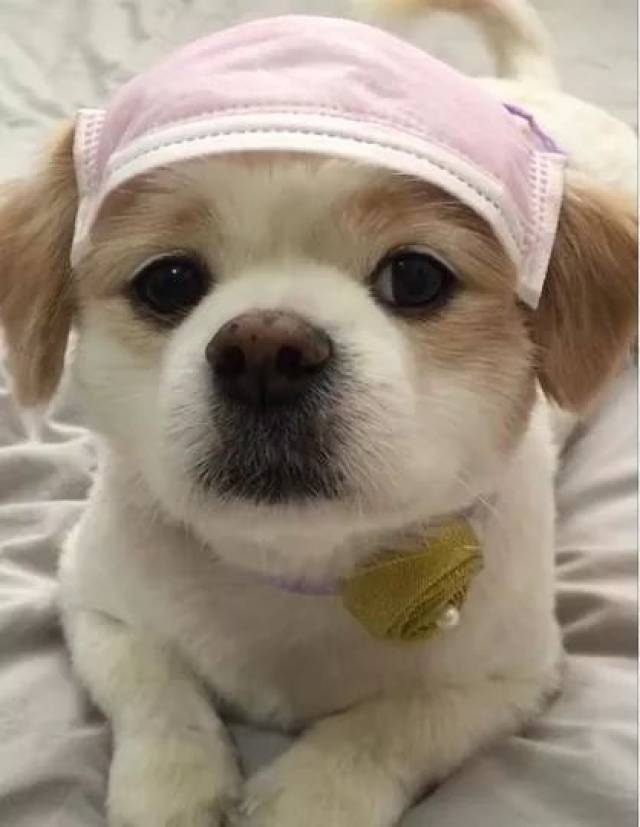 小奶狗一个眼神甩过来,网友差点笑断气:实在让人难以招架!