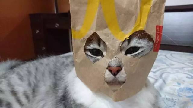 猫咪套头罩自制图片