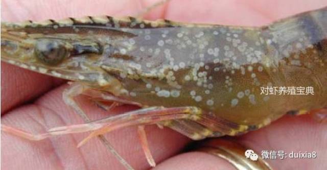 【病状】1)白斑症病毒病病例分析