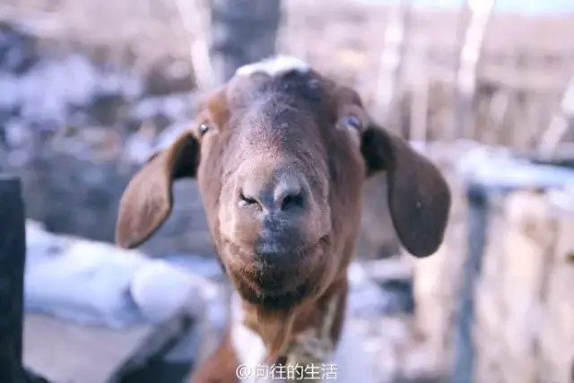 《向往的生活》里面的羊去世了,为什么我们会这么难过