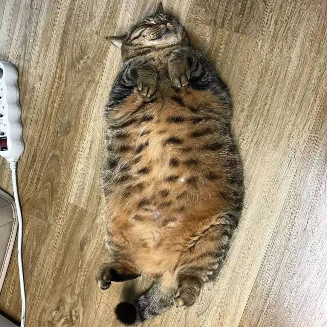 看着猫咪这些圆滚滚的肚子就想到:肚皮有多大舞台就有多大