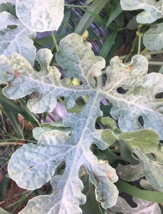 西瓜阴皮病来了,抓住机会防治!不要等严重后再后悔莫及