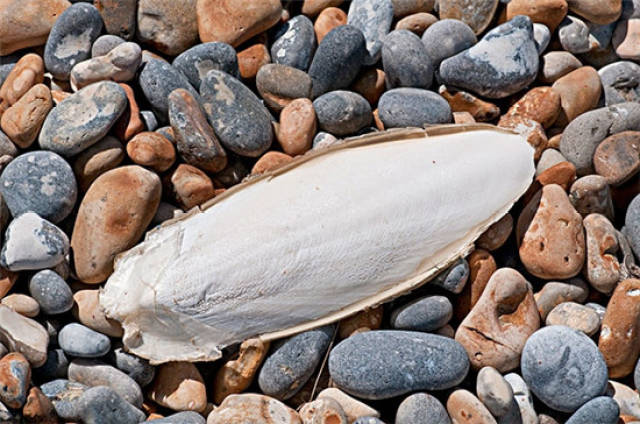 【金乌贼】金乌贼价值_金乌贼怎么做好吃