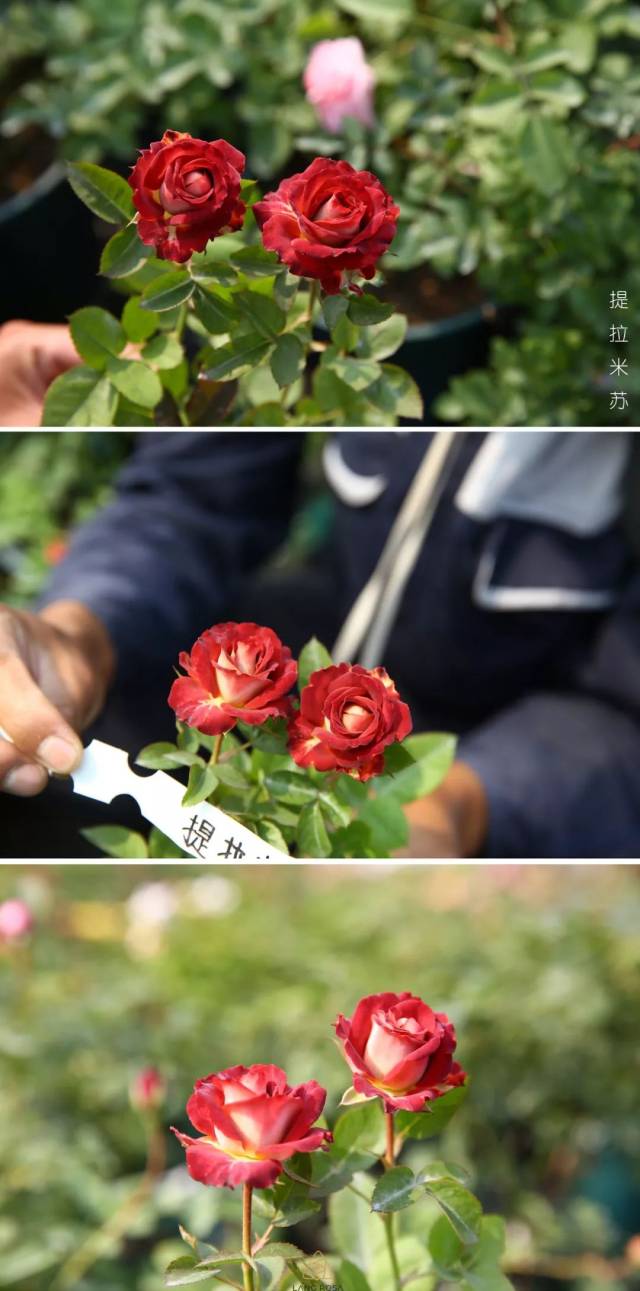 ② 「提拉米苏」 一款意大利小点心 香甜滑腻的口感中略透一丝成熟的