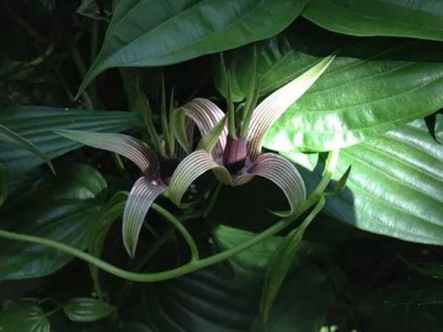 来源:百部科植物直立百部,蔓生百部或对叶百部的块根.