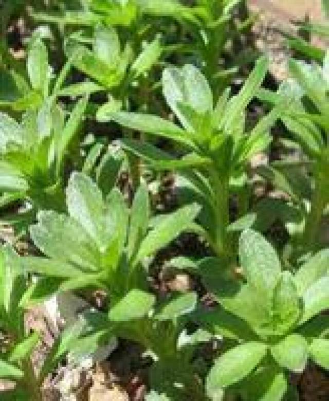 农村的这种野菜不仅好吃泡茶喝有平肝和养心的功效