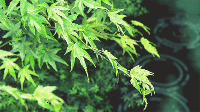 唐诗宋词里的夏雨,这样美!
