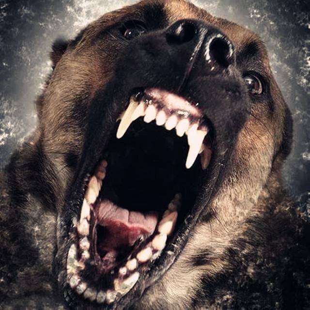 不是所有会攻击会吠叫的猛犬都称为护卫犬