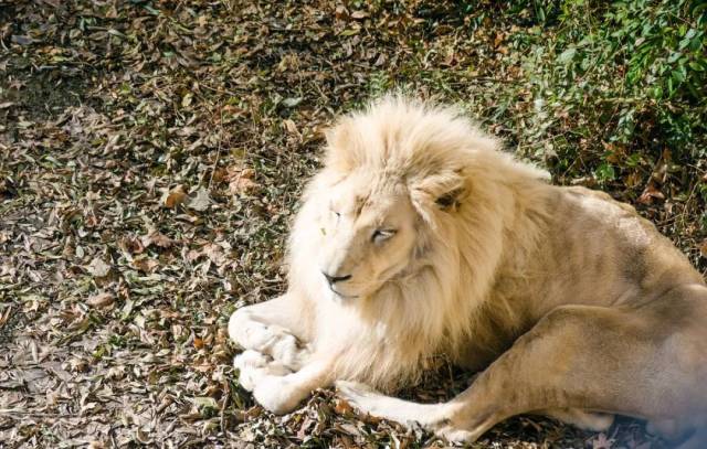 因为我们由一种罕见的基因突变所致的毛色变异成白色的狮子,我们烦＃