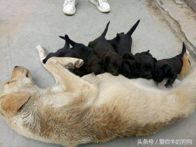 我的拉布拉被自己家马犬配了,马犬是黄红色,为什么生出来一窝黑的