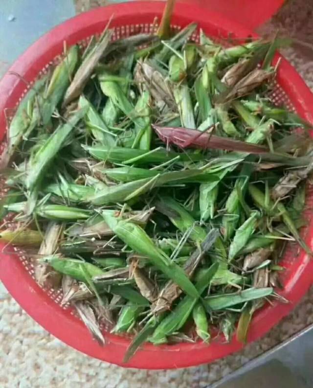 一想到小时候在稻田捉禾虾,令人口水直流.