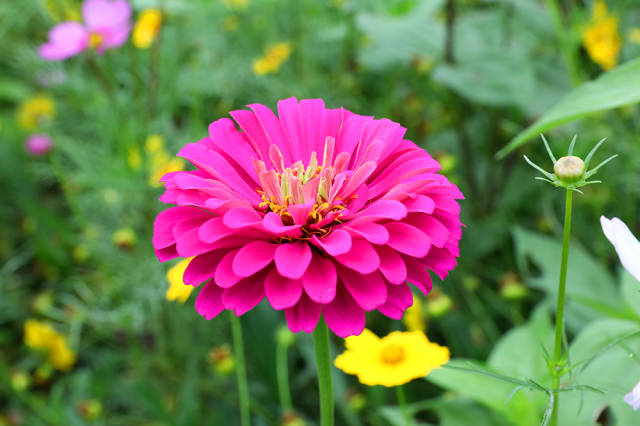 網紅賞花地,百日菊,花開成海