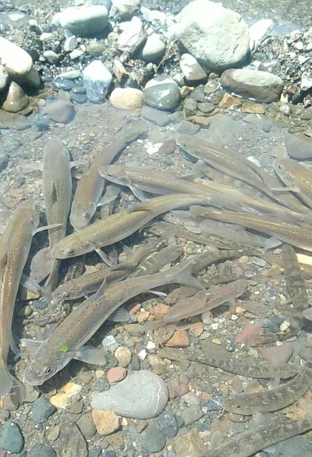 山中砂石坑里面全是野鱼钓友看见后做出善举