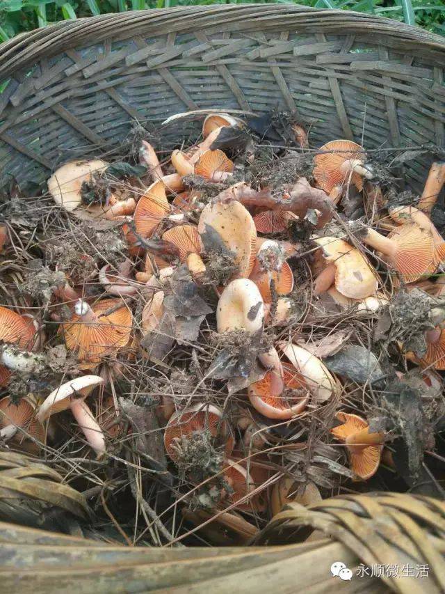 这个时候,又是满山的枞菌 湘西朋友们流口水了没?_手机搜狐网