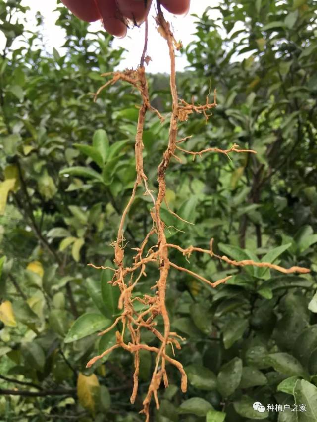 别不拿根系当回事!根系问题,首要解决秋肥问题