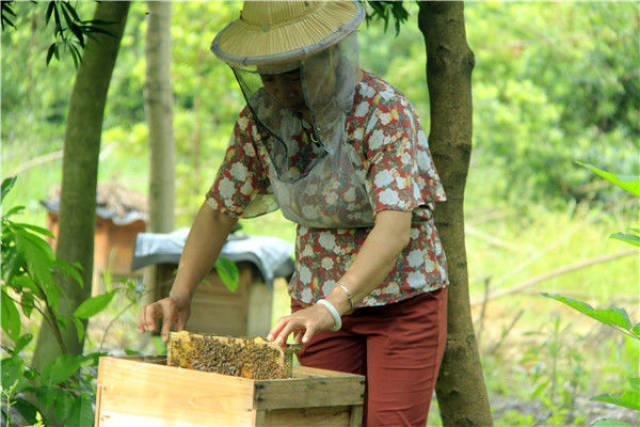 女人都怕虫子在佛山南丹山下一名女养蜂人将蜜蜂当孩子