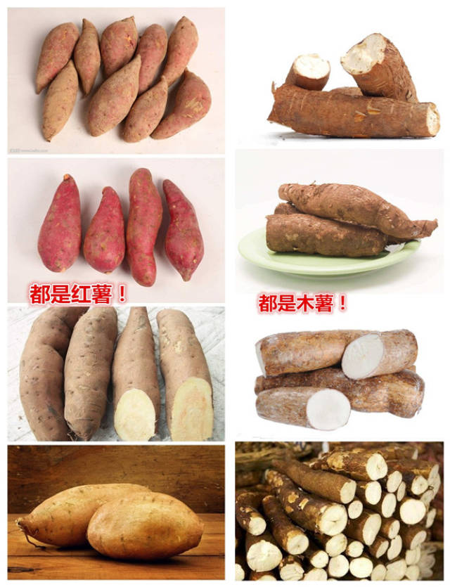 木薯品种辨认图片图片