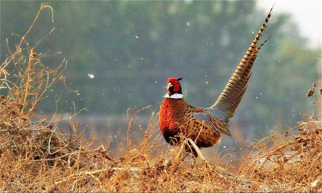原来美人鱼,凤凰,麒麟都是真实存在的,它们都长什么样?