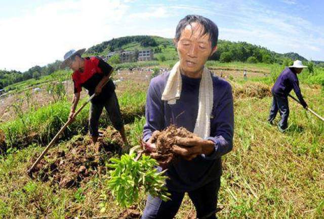 酉华乐元村(九华黄精)获第八批全国一村一品示范村镇