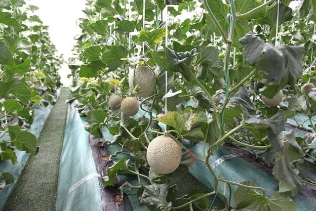 区县旅游普兰店区龙德李龙纹瓜暨雪菊文化采摘节盛大启幕