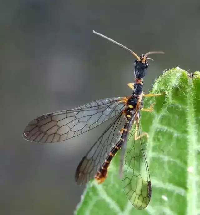 蛇蛉——称霸世界的爬衔镏