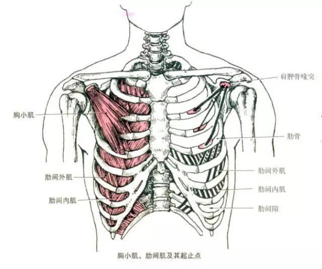 胸口图片结构图图片