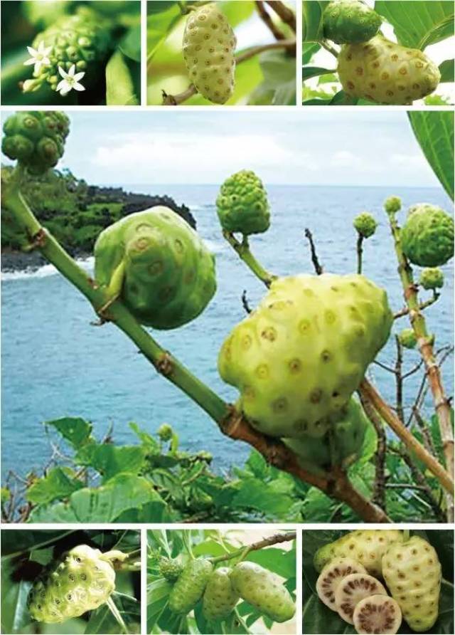 诺丽果(noni)——大自然的恩赐嘉玲早期分享诺丽果