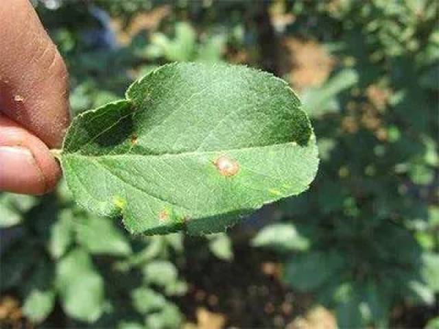 戊唑醇用于防治哪些作物病害?该如何使用?