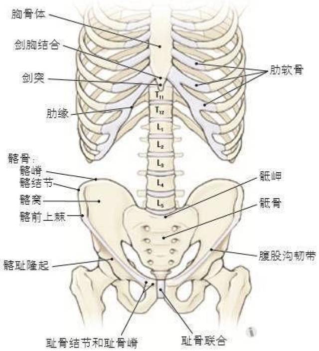 胸廓结构内的结构图图片