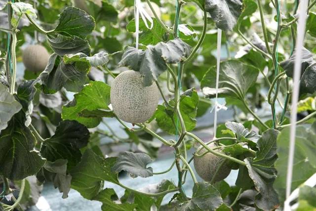 区县旅游普兰店区龙德李龙纹瓜暨雪菊文化采摘节盛大启幕