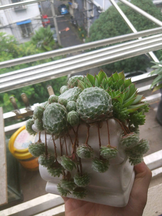 蛛丝卷绢开花,肉友做了一个动作把多肉救活了