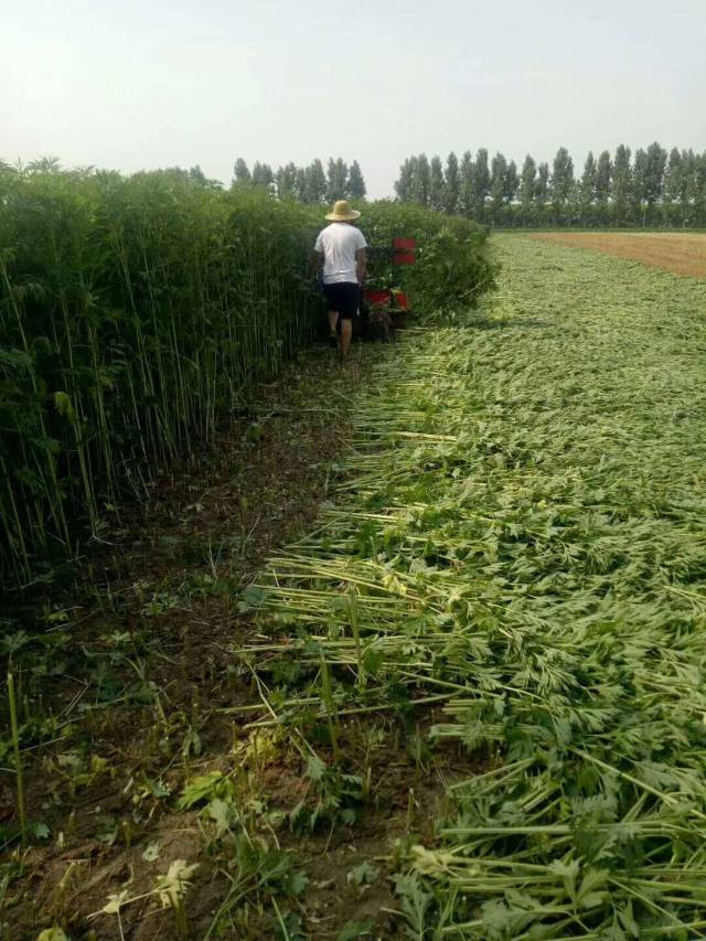 桑麻是什么意思,桑麻比喻什么意思,桑麻的现代意思_大山谷图库