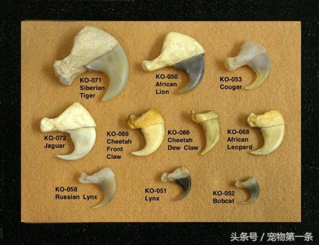 可见其前肢力量不够,爪子嵌入不深,而老虎极难被野牛甩落