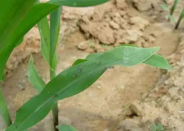 灰飞虱一般体长2.5-4mm,前翅近于透明,两侧暗褐色.