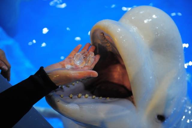 图为饲养员向白鲸投喂消暑的冰块.