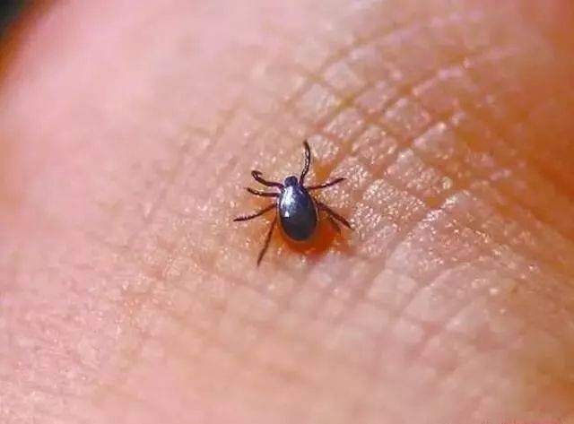 这种虫子携83种病毒,14种细菌,博山,沂源已抓到360多只,该如何防范?