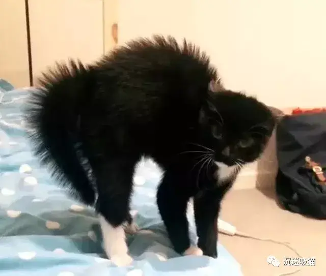 奶牛猫生气炸毛,要出人命,铲屎的冒死拍照发圈还求赞