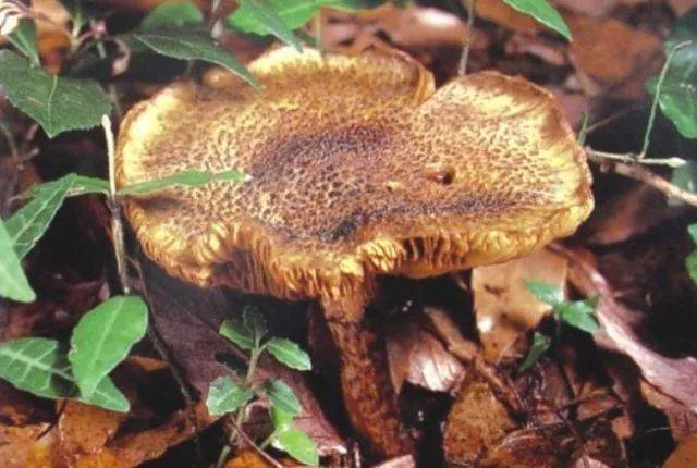 罗平这些野生菌你见过没?附6类毒菌.