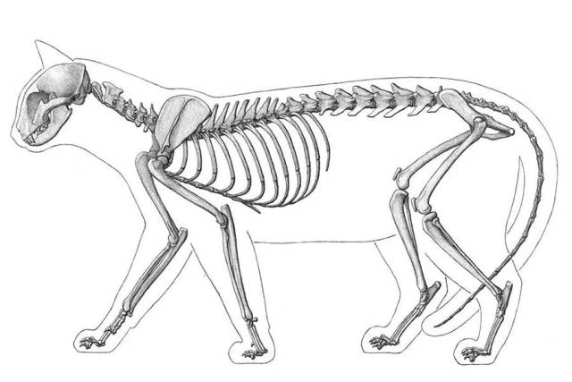 猫的骨骼结构图清晰图图片