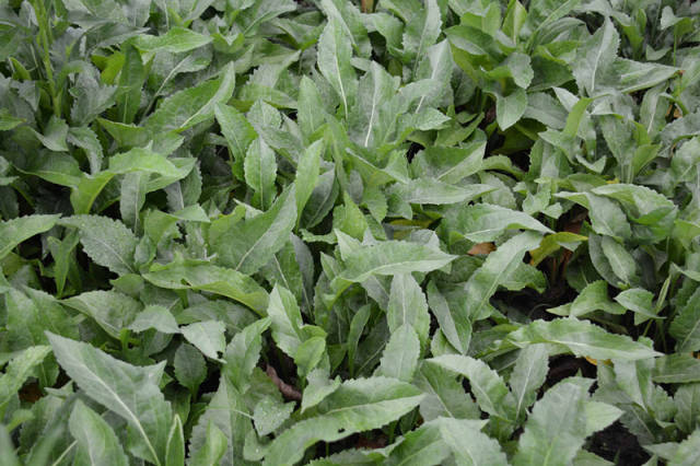 别名:青菀,紫倩,青牛舌头花,驴夹板菜,驴耳朵菜,还魂草,小辫.