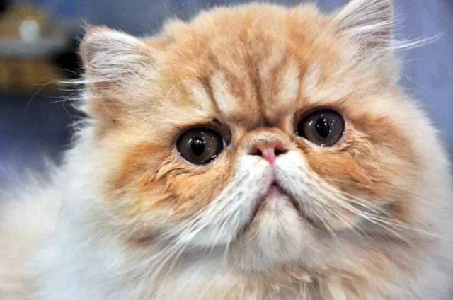 猫咪皱眉头表情包图片