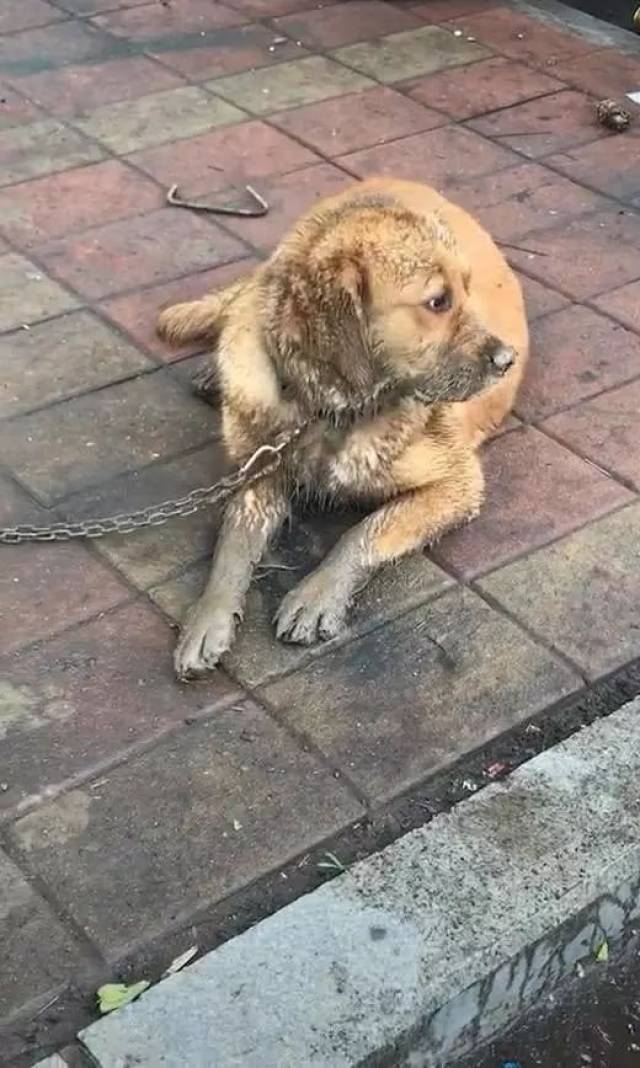脖子上还有铁链拴着!